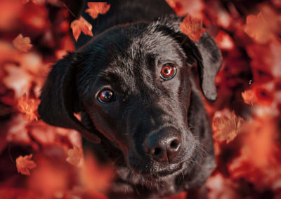 Labrador-Welpe mit Herbstblättern