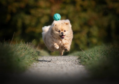 Hund in Bewegung mit Sprung